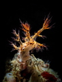   DENDRONOTUS REGIUS  